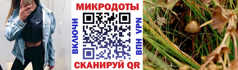 Галлюциногенные грибы Cubensis  Каменка 